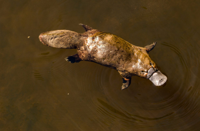 Platypus swimming in the river