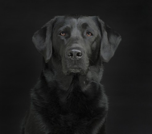 Dog Portrait - William Zuback/Discover