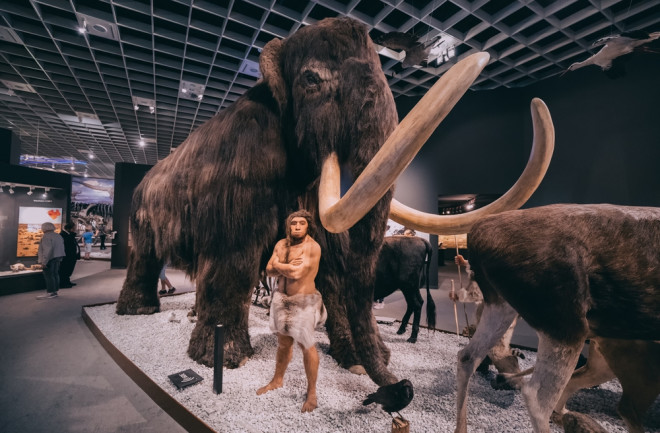 woolly mammoth and early human statues in a museum