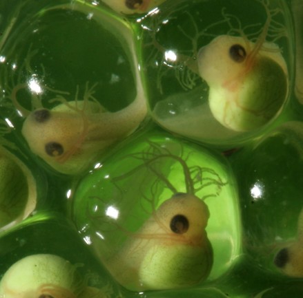 Red-eyed Tree Frog Eggs - Karen Warkentin - DSC-NT0815 02