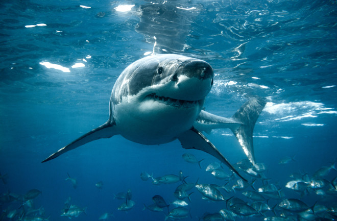 Great white shark turns below the ocean's surface