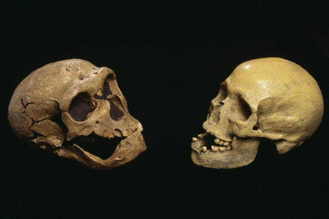 Neanderthal vs Human Skulls - Science Source