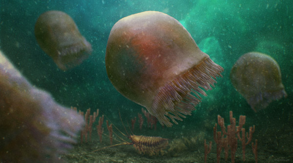 Oldest jellyfish