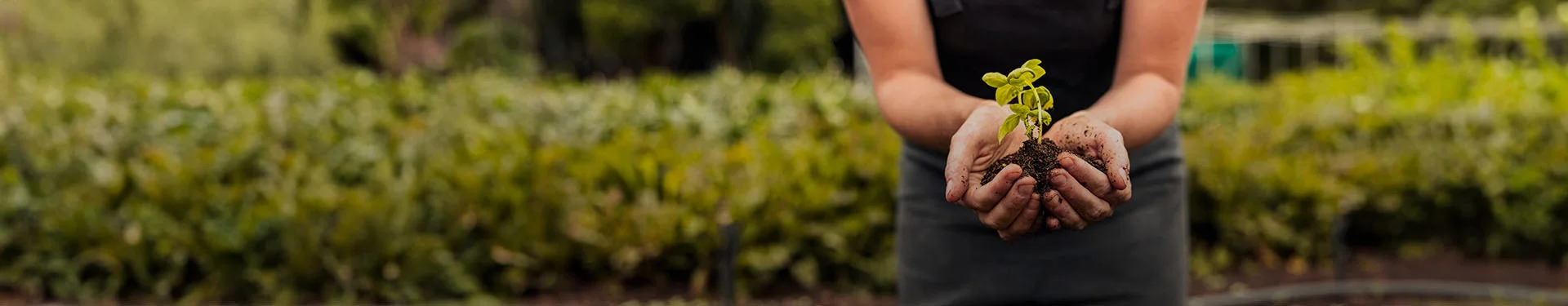 Diferencia entre sustentable y sostenible - Familia®