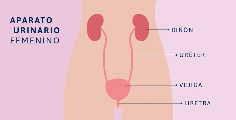 funciones-de-la-uretra-en-la-mujer-interna-1