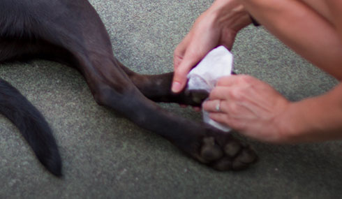 patas perro