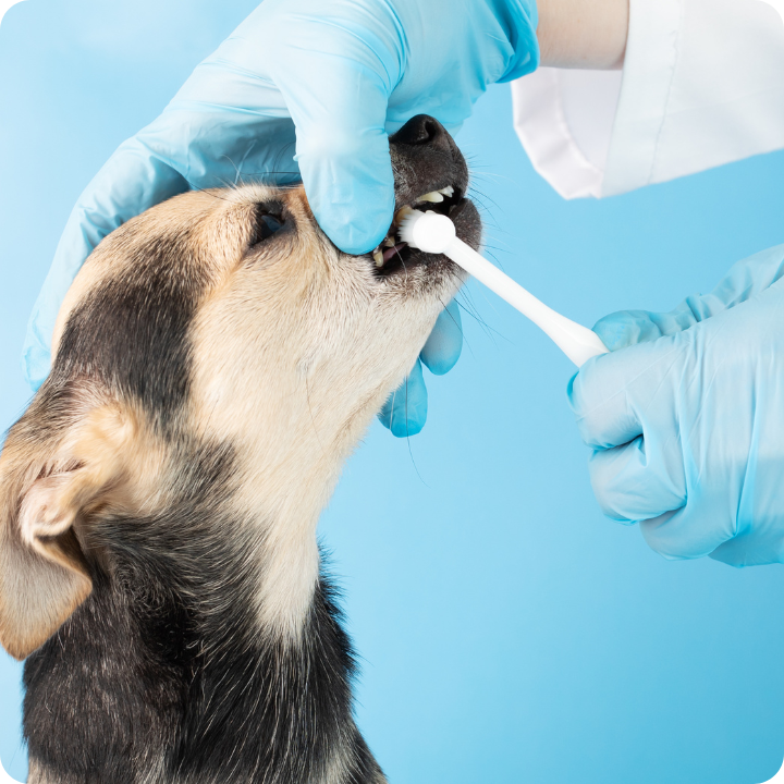 A veterinarian wearing blue medical gloves performs a professional dental cleaning procedure on a black and white dog's teeth, highlighting how pet insurance may cover dental care and teeth cleaning services for companion animals.