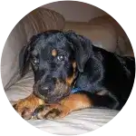 A rottweiler puppy in this image named Liko looking all cute at the camera while lounging on a white couch has hip dysplasia.