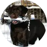 A playful black labrador retriever holding a white cylindrical toy in his mouth is well taken care of with a routine care.