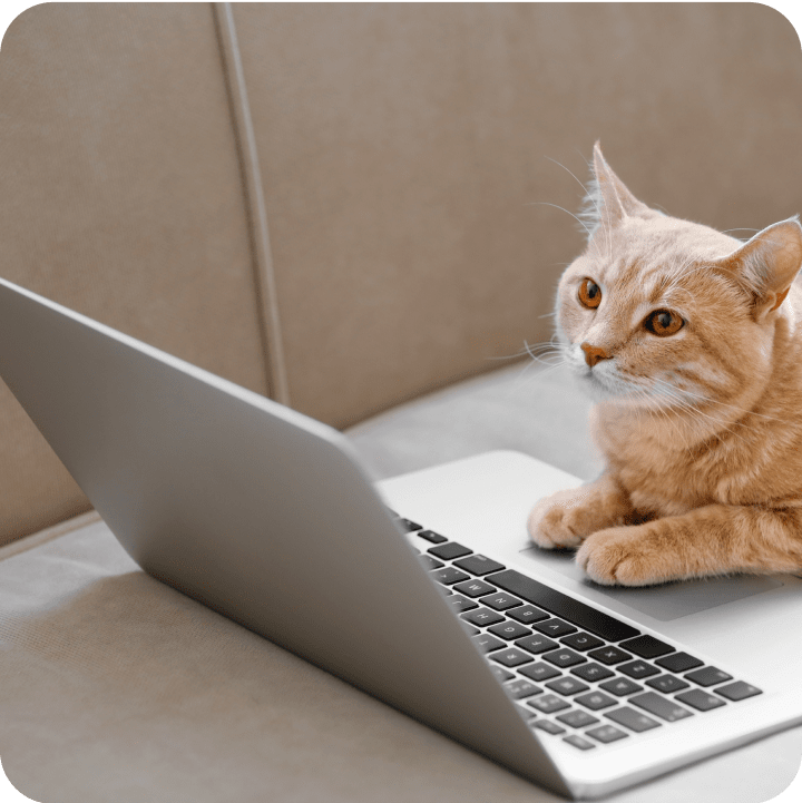 Cat looking at a laptop, perhaps trying to understand the payment terms for its Pet Insurance.
