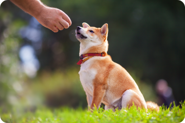A Shiba Inu dog with orange-tan fur and a red collar sits attentively in green grass, looking up at a person's hand offering a treat during what appears to be a training session, highlighting the importance of considering pet insurance that covers behavioral therapy or training for optimal pet development.