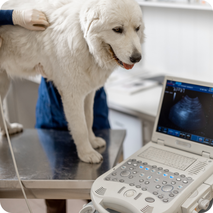 A white dog stands at a veterinary examination table next to an ultrasound machine, demonstrating how pet insurance coverage can help offset costs for important diagnostic procedures and treatments.