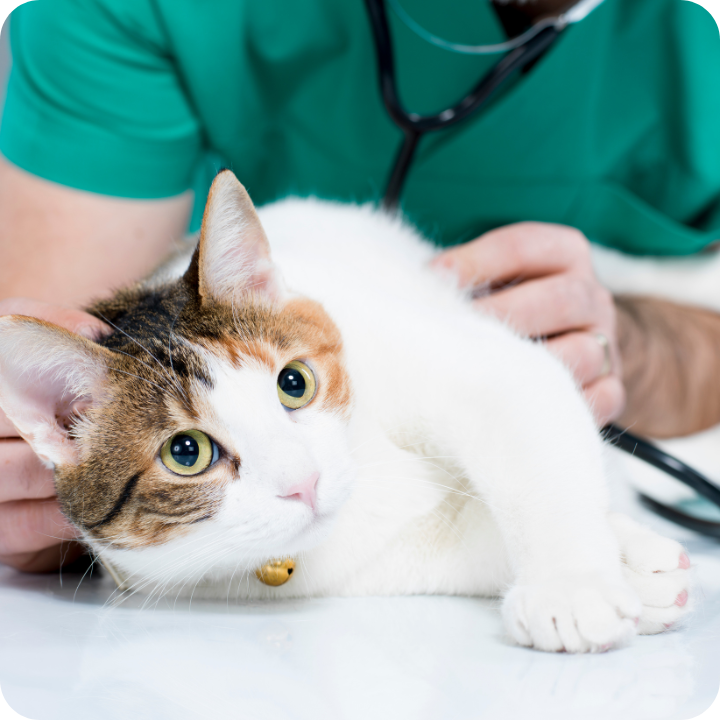 A veterinarian in green scrubs examines a calm calico cat with distinctive green eyes on an examination table, illustrating the kind of routine check-up where microchipping might be performed.