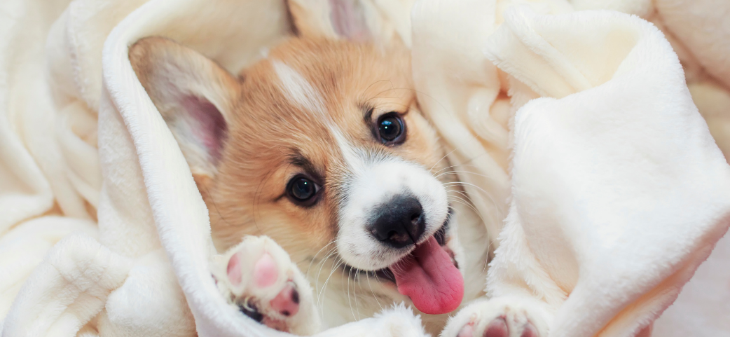 An adorable Pembroke Welsh Corgi puppy peeks out from a soft white blanket, tongue out and pink paw pads on display. From their very first days at home, puppies need love, comfort, and protection — making dog insurance a smart investment to help cover vaccinations, unexpected illnesses, and the many vet visits that come with raising a happy, healthy pup.