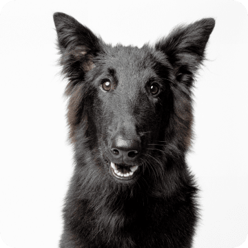 A black dog