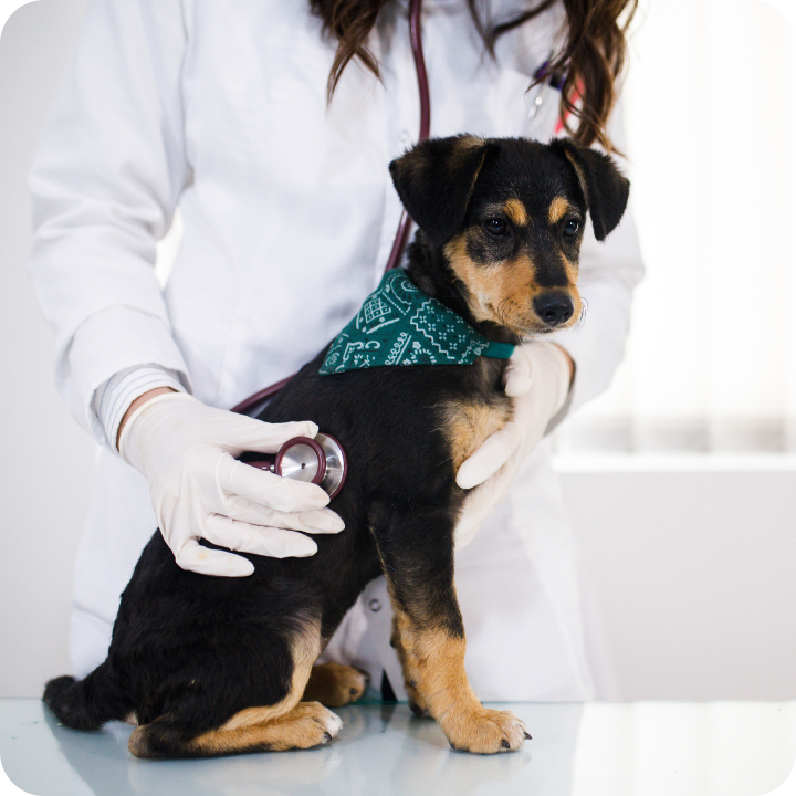 A veterinarian in a white coat holds a small black and tan puppy wearing a teal bandana, illustrating how pet insurance typically covers emergency vet visits when unexpected illnesses or injuries require immediate medical attention.