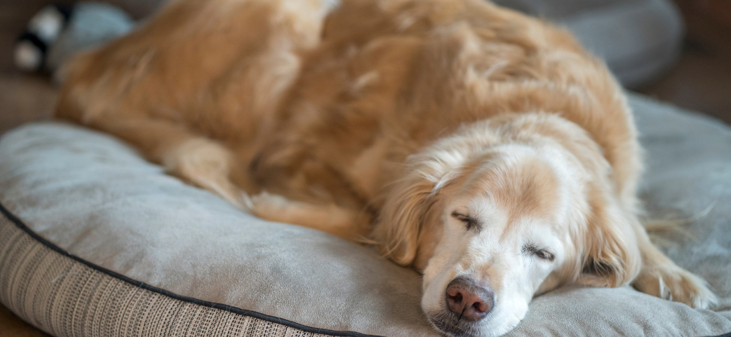 A senior golden retriever with a whitened face rests comfortably on a plush gray dog bed, eyes closed in a deep, peaceful sleep. As dogs age, they become more susceptible to conditions like arthritis, cancer, and heart disease — making dog insurance especially valuable for senior dog owners who want to ensure their loyal companion receives the best possible care in their golden years.