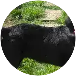 Willow, a black labrador retriever whose body can only be seen in this image suffered from a heat stroke.