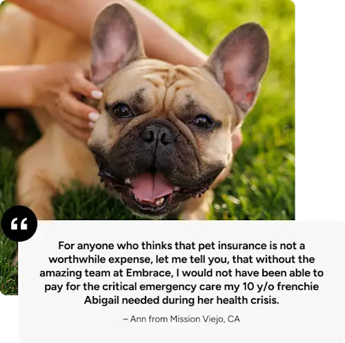 Testimonial with image: For anyone who thinks that pet insurance is not a worthwhile expense, let me tell you, that without the amazing team at Embrace, I would not have been able to pay for the critical emergency care my 10 y/o Frenchie Abigail needed during her health crisis