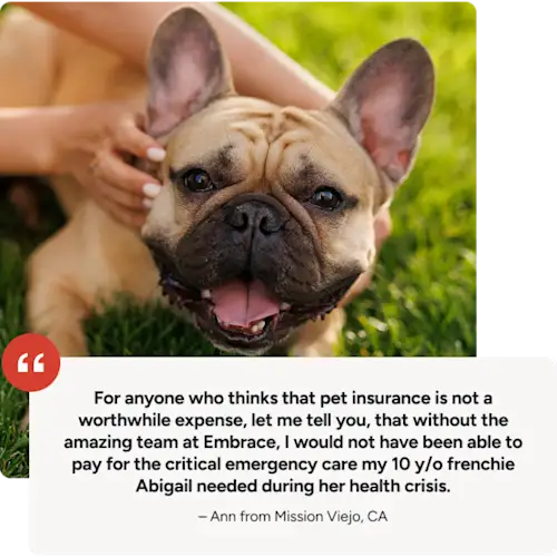 Testimonial with image: For anyone who thinks that pet insurance is not a worthwhile expense, let me tell you, that without the amazing team at Embrace, I would not have been able to pay for the critical emergency care my 10 y/o Frenchie Abigail needed during her health crisis