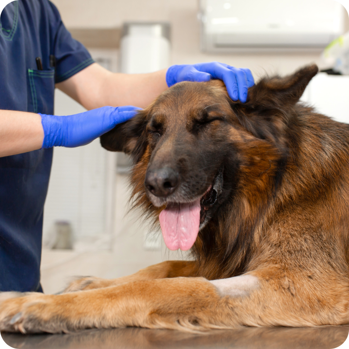 A German Shepherd smiling contentedly during a vet checkup, with gentle hands in blue medical gloves checking their recovery - a touching reminder of how pet insurance helped make those important surgeries possible for your furry family member.