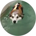 As seen in this image, the corgi Wally is making use of hydrotherapy, a complementary treatment to manage his pains.