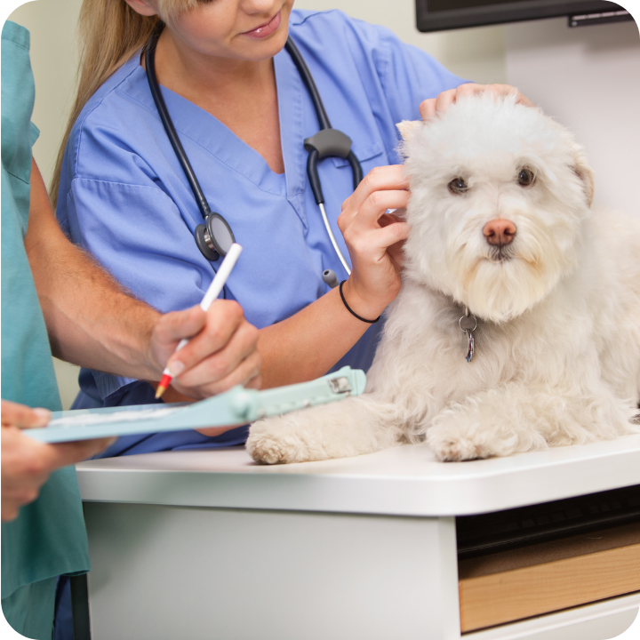 A fluffy white dog enjoys gentle care during a vet checkup, highlighting the role of an optional wellness plan in routine preventive medications for fleas, ticks, and heartworms - while pet insurance provides peace of mind for unexpected medical needs.