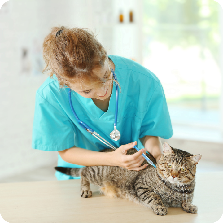 A veterinary professional in teal scrubs examines a tabby cat on an examination table, demonstrating how comprehensive pet insurance plans typically cover blood work and diagnostic tests when recommended for illness diagnosis or health monitoring.