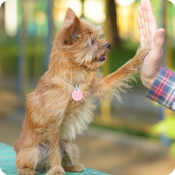 A small terrier with light brown fur stands on its hind legs giving a high-five to a person's hand in a plaid sleeve, demonstrating trained behavior that underscores the importance of checking if pet insurance covers behavioral training or seeking specialized pet insurance that covers training sessions for optimal pet development.