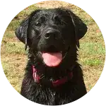 A black Labrador Retreiver happily smiling at the camera after a swim.