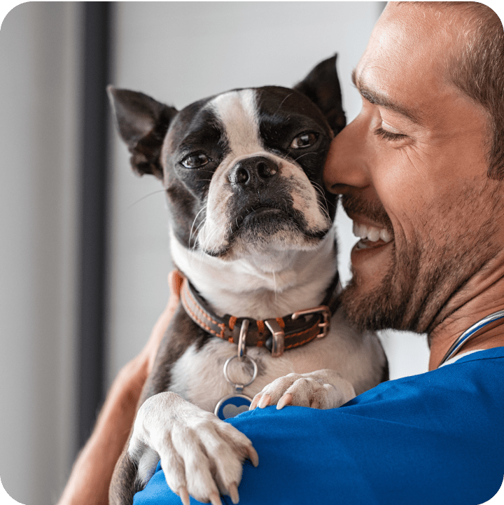A tender moment between a veterinary professional in a blue scrub top and a Boston Terrier, both sharing a genuine smile as they cuddle close, showing the special connection between vet and patient.