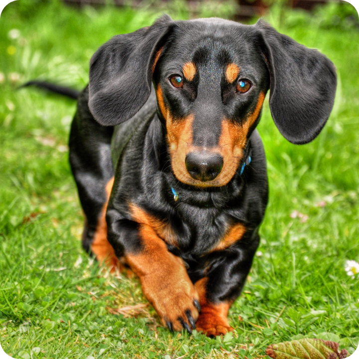 A dachshund puppy with sleek black and tan markings sits attentively on green grass, representing the importance of knowing when pet insurance covers diagnostic ultrasounds, which typically depends on your policy terms and whether the procedure is deemed medically necessary rather than routine.