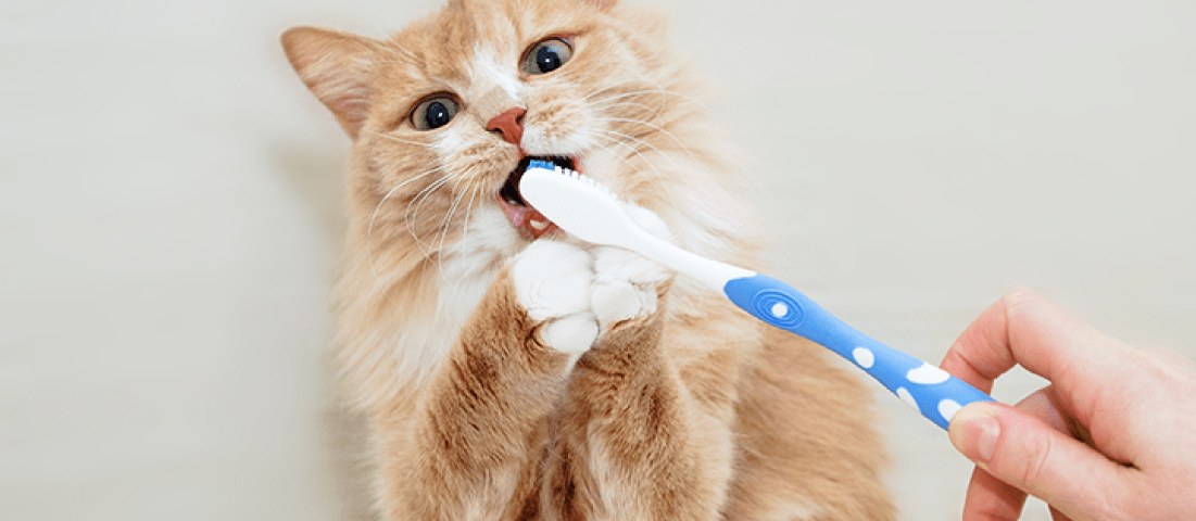 An attempt to brush a cat's teeth! We all know how challenging it could get to brush our feline friend's teeth, so having pet insurance to cover dental care is such an advantage to keep those teeth strong and healthy throughout time.