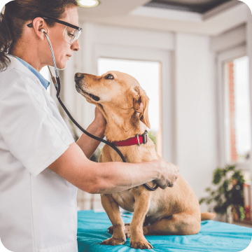 This small dog is lovingly looking at this veterinarian checking his health.