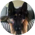 A german shepherd dog named Nala acting cute on a vertically-stripe covered couch underwent elbow surgery after limping.