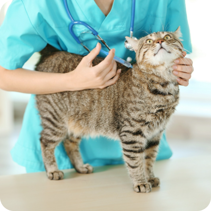 A tabby cat gets a gentle checkup from a vet in teal scrubs, showing how an optional wellness plan helps with those regular preventive needs - while pet insurance protects your feline friend through all nine lives.