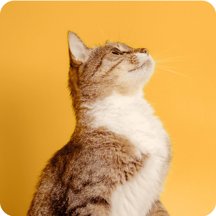 A curious cat looks up, symbolizing the clarity and guidance provided by understanding common pet insurance terms and coverage options.