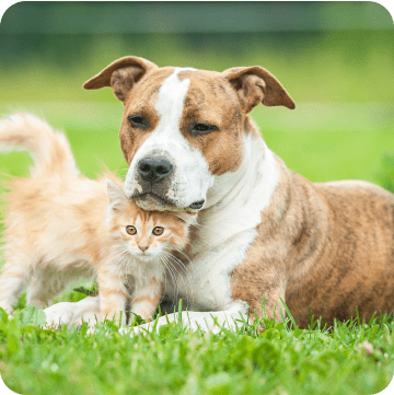Adorable picture of dog and cat
