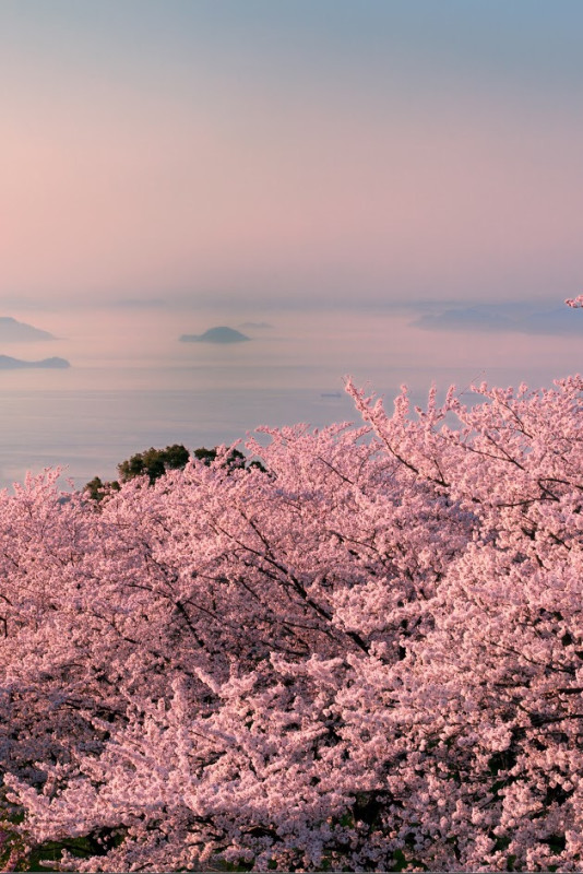 Top 3 des endroits à visiter pendant la saison des cerisiers en fleur à Setouchi