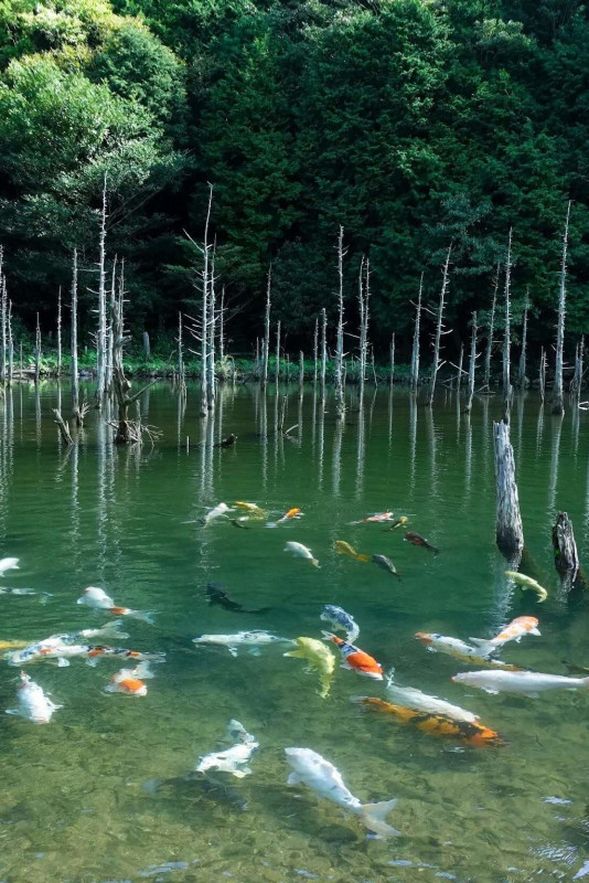 Un voyage autour des étangs mystérieux et des eaux cristallines de Shimonoseki et de Mine