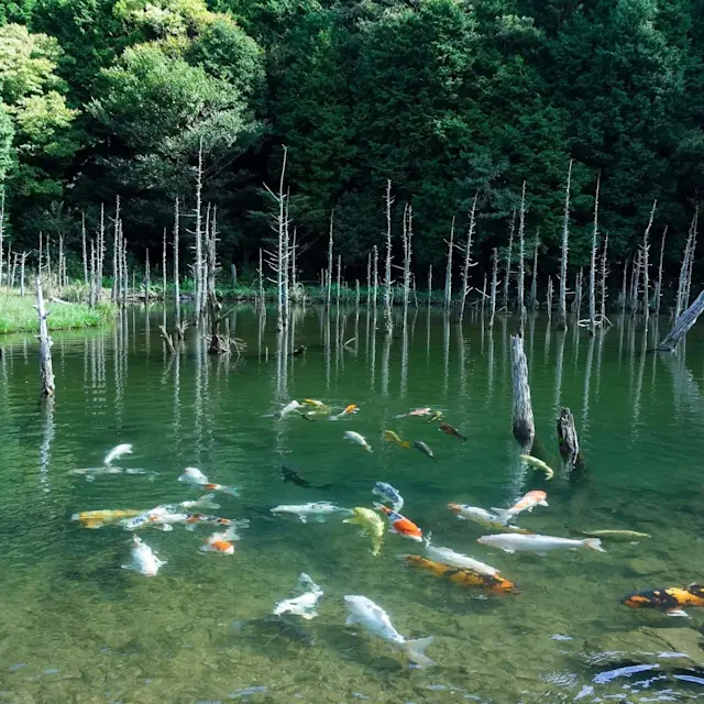 Un voyage autour des étangs mystérieux et des eaux cristallines de Shimonoseki et de Mine