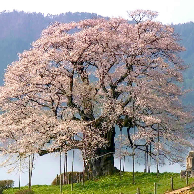 樹齢一千年、伝説の一本桜！／醍醐桜（岡山県真庭市）