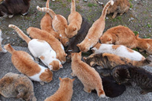 A Trip to the Cat Islands of Japan