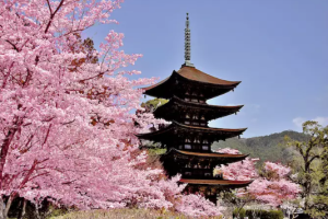 Setouchi - The cherry blossom in Yamaguchi