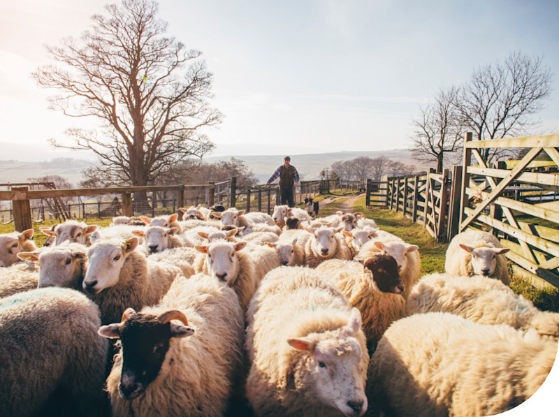 Sheep being herded through a gate by a farmer