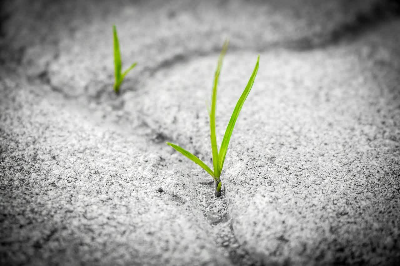 image of grass