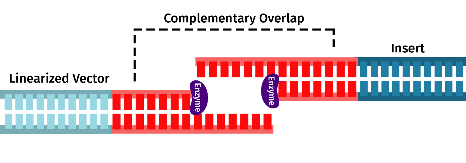In-Fusion complimentary ends diagram