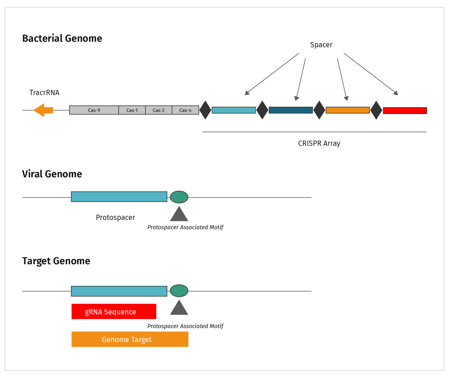 Figure 8: Diagram showing relationship of bacterial genome, to viral genome that must be defended against by CRISPR  and target genome that will be edited by CRIPSR