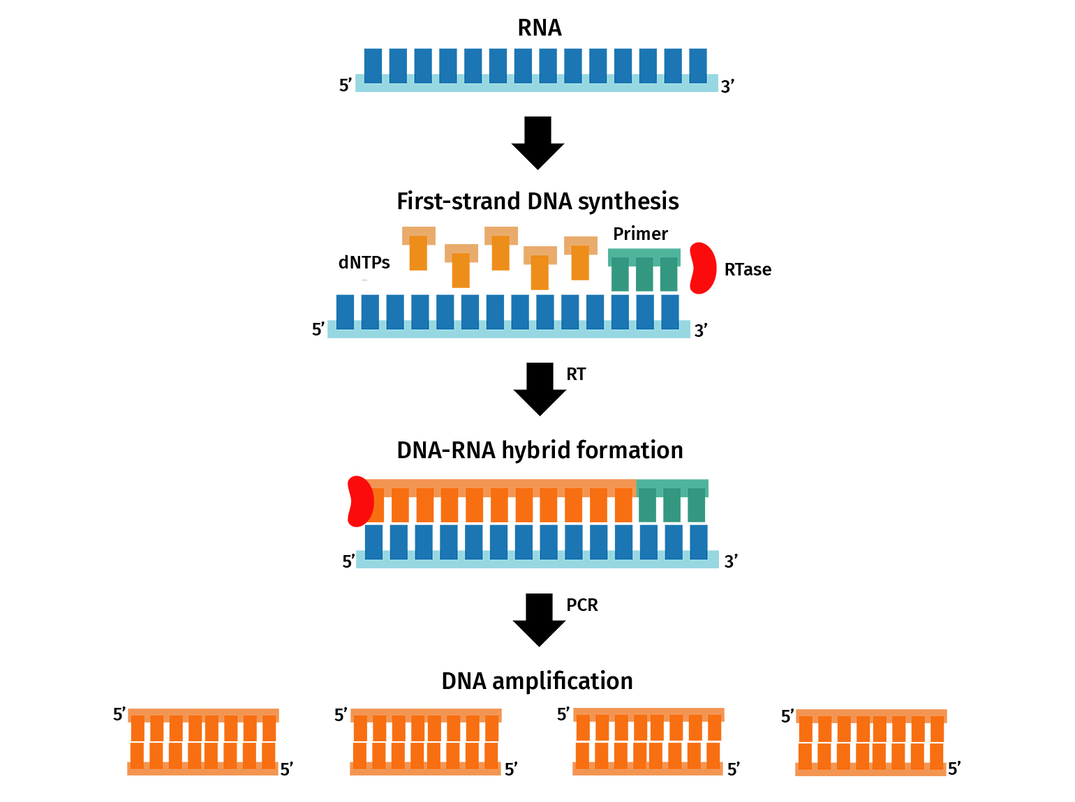 Gene expression PCR