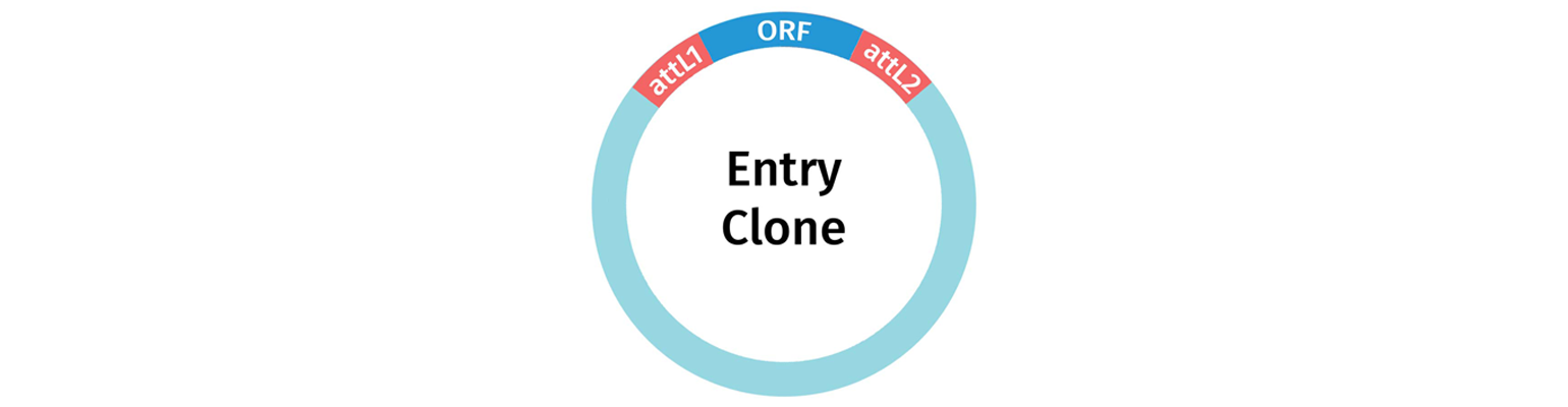Gateway Cloning Entry Clone